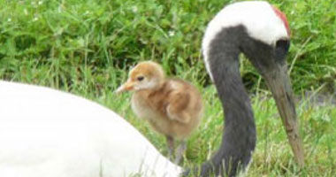 Kushiro Crane Reserve