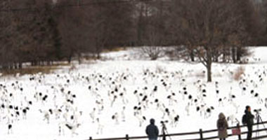 Tsurui-Ito Tancho Sanctuary